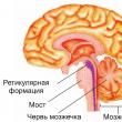 Физиология и функции ретикулярной формации Волокна ретикулярной формации